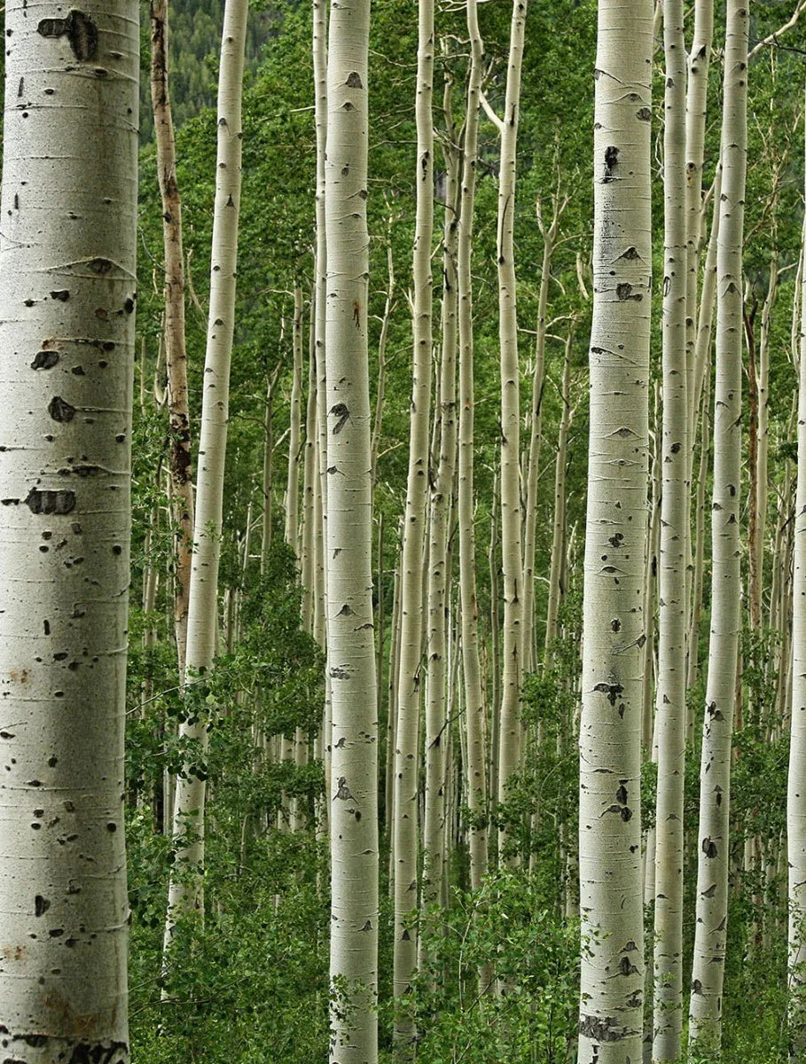 Aspen Forest Mural
