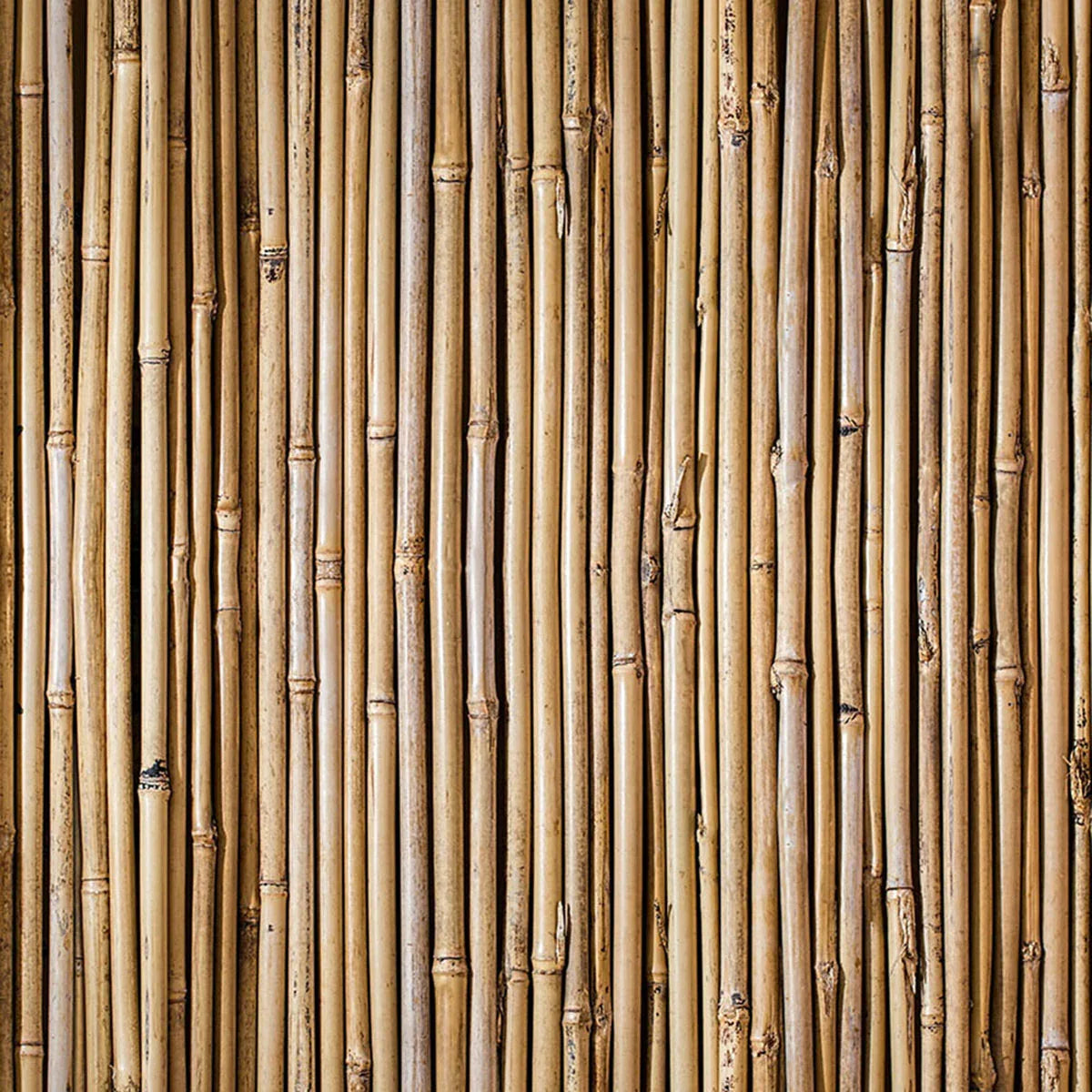 Bamboo