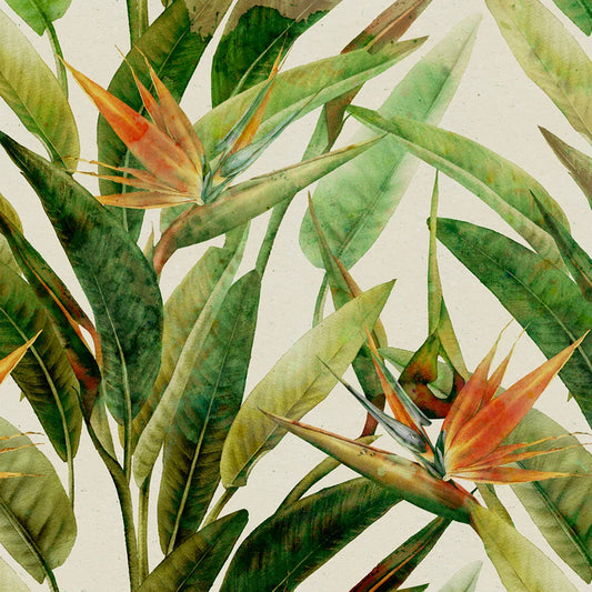 Bird of Paradise