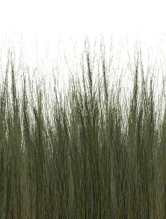Dune Grass
