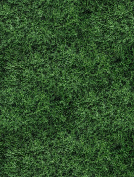 Evergreen Boughs