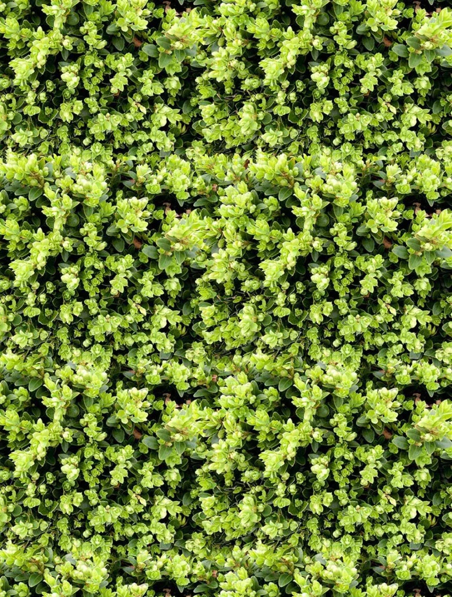 Greenery Wall