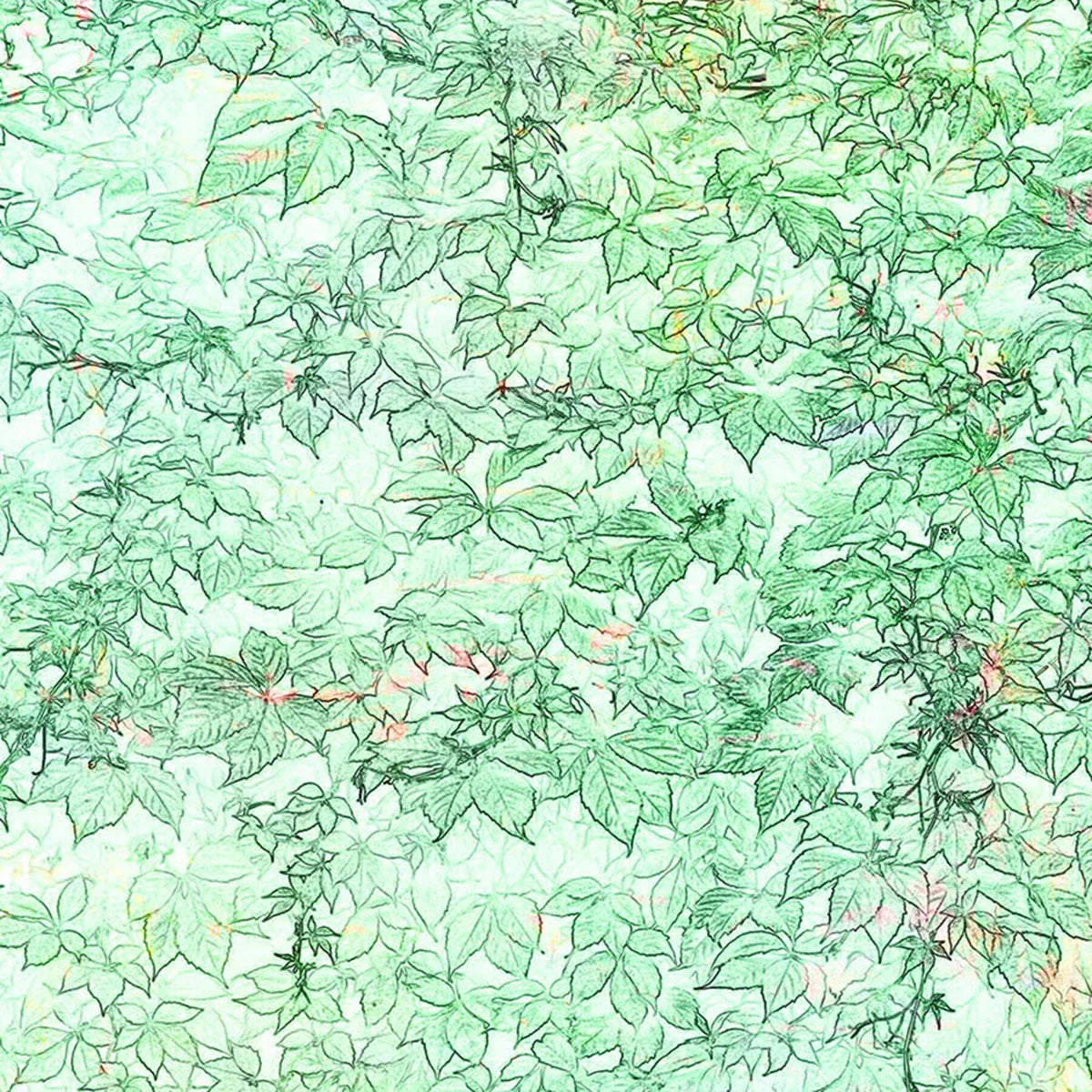 Hedge Row