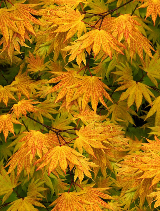 Japanese Maple