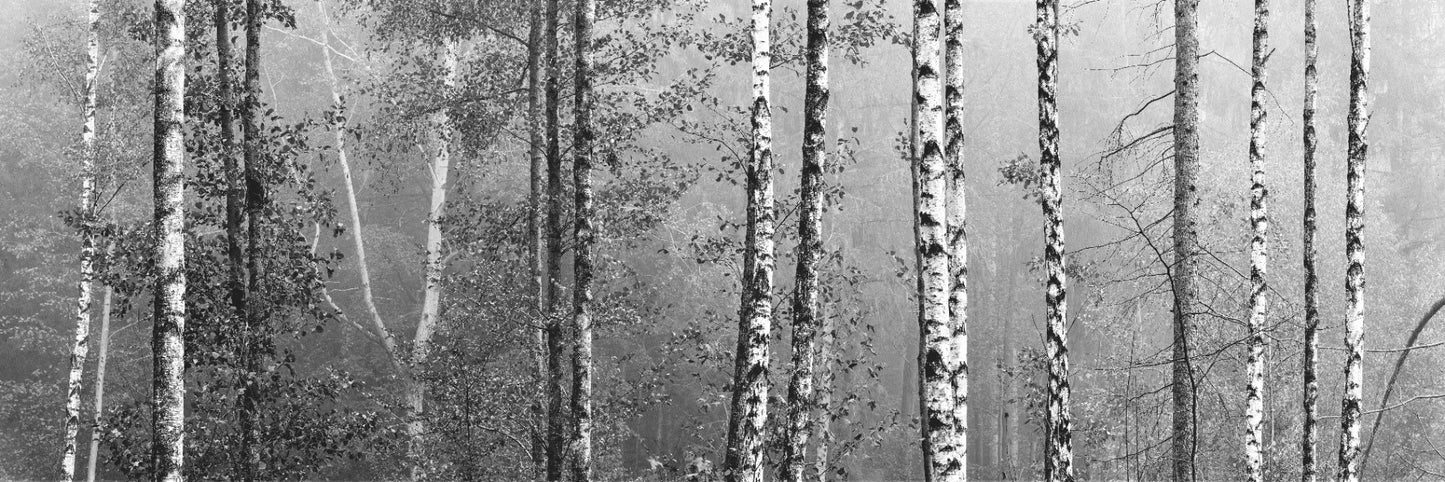 Birch Forest Window Film