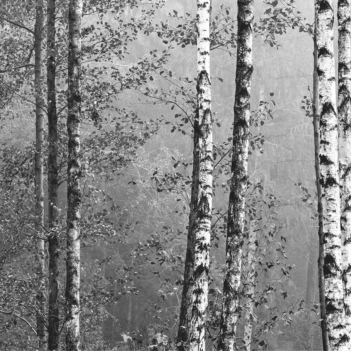 Birch Forest