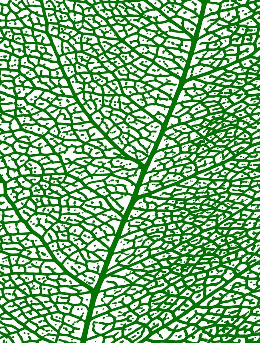 Leaf Skeleton
