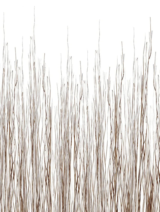 Long Grass