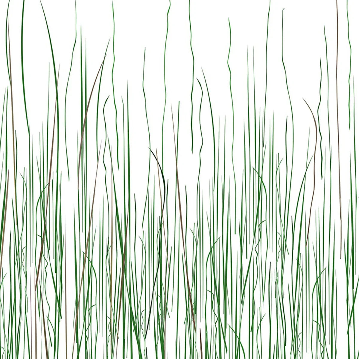 Mountain Grass