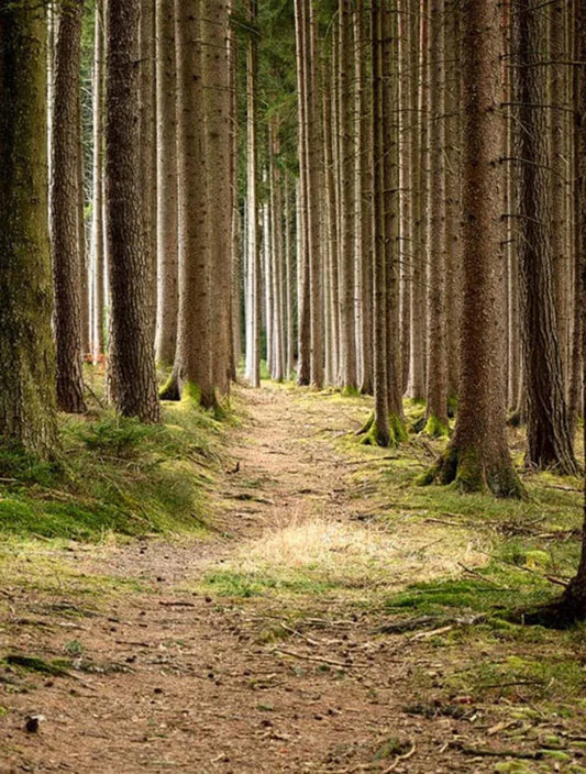 Mystical Forest Mural