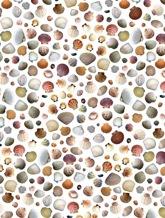 Shells 01