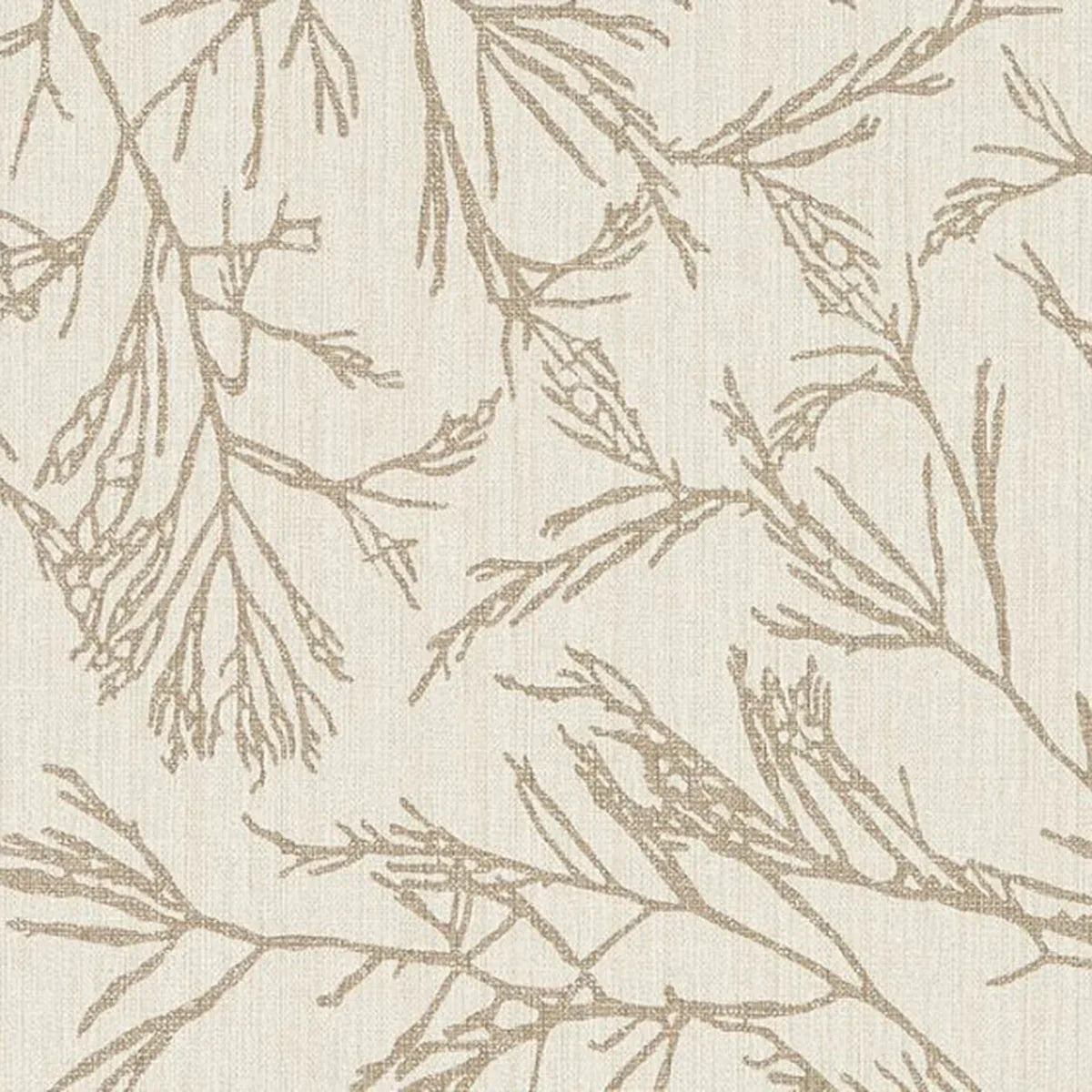 Canyon Willow