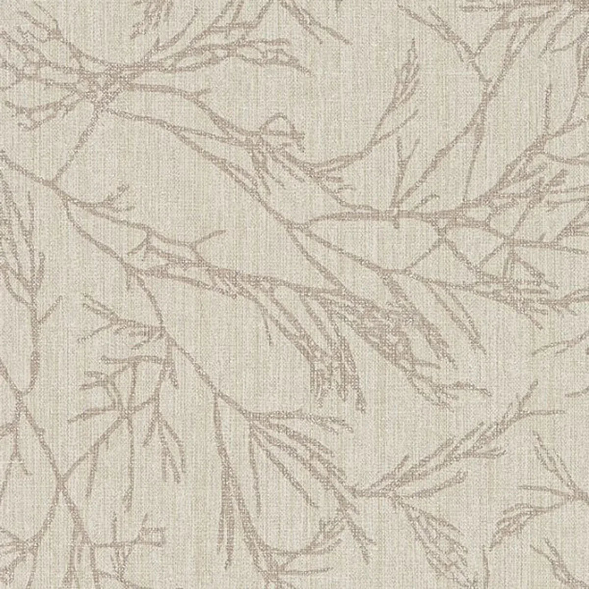 Canyon Willow