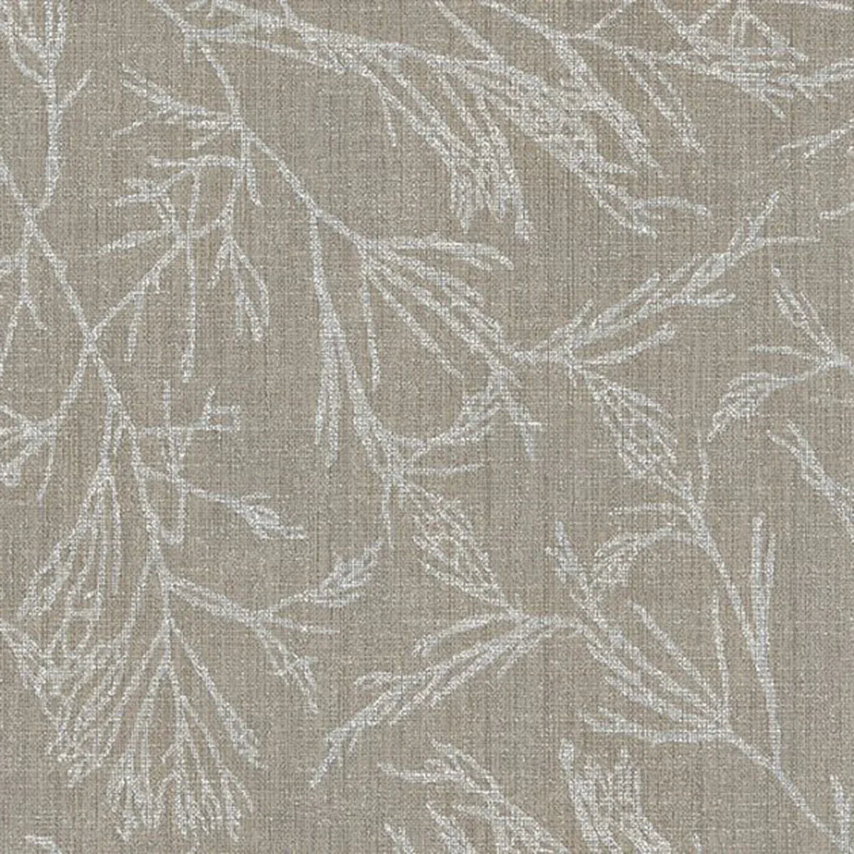 Canyon Willow