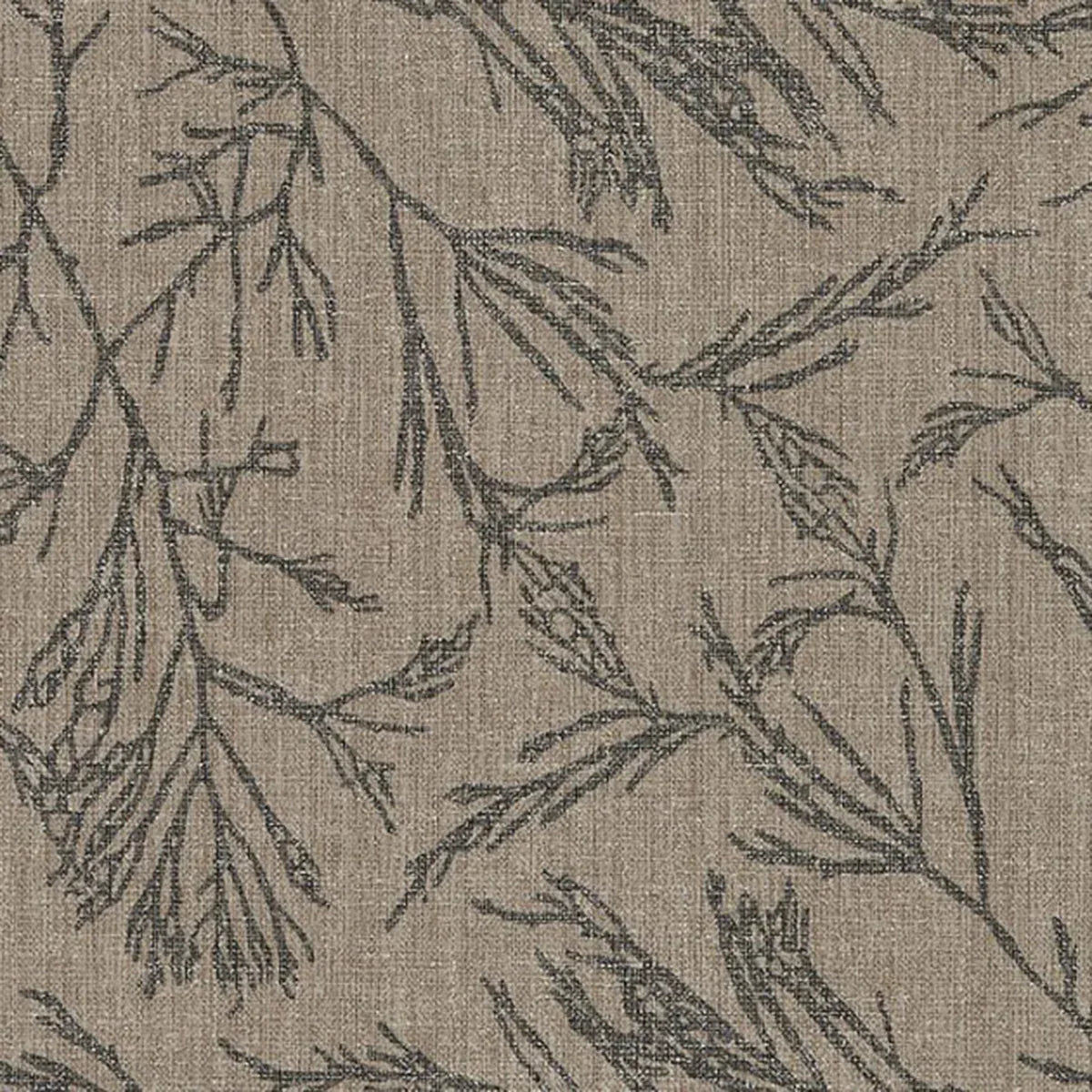 Canyon Willow