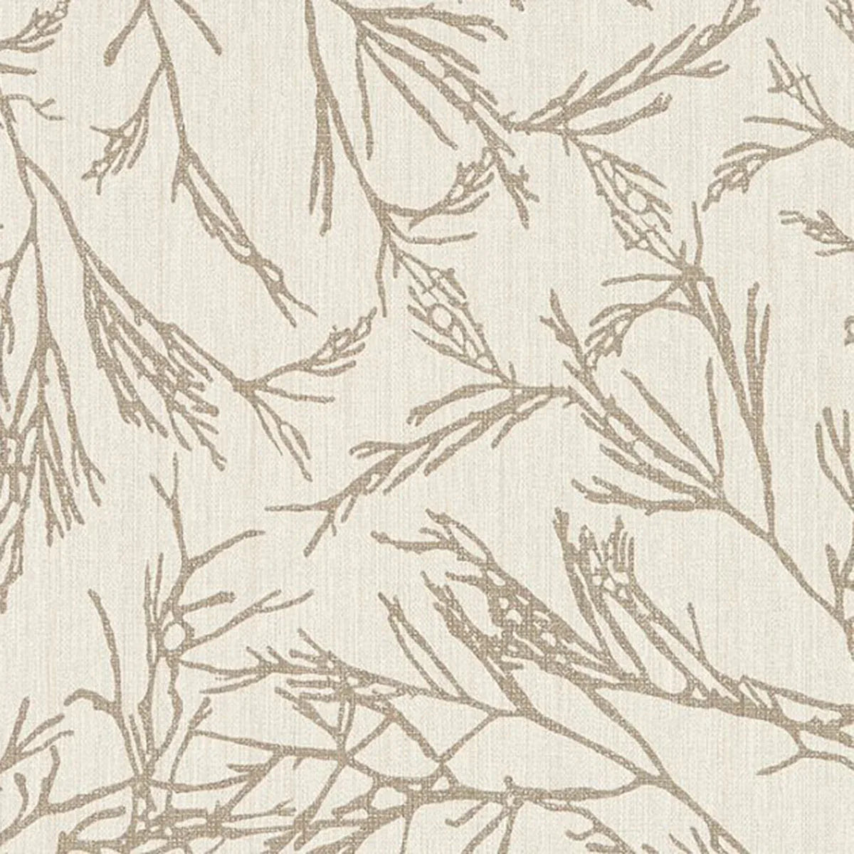 Canyon Willow