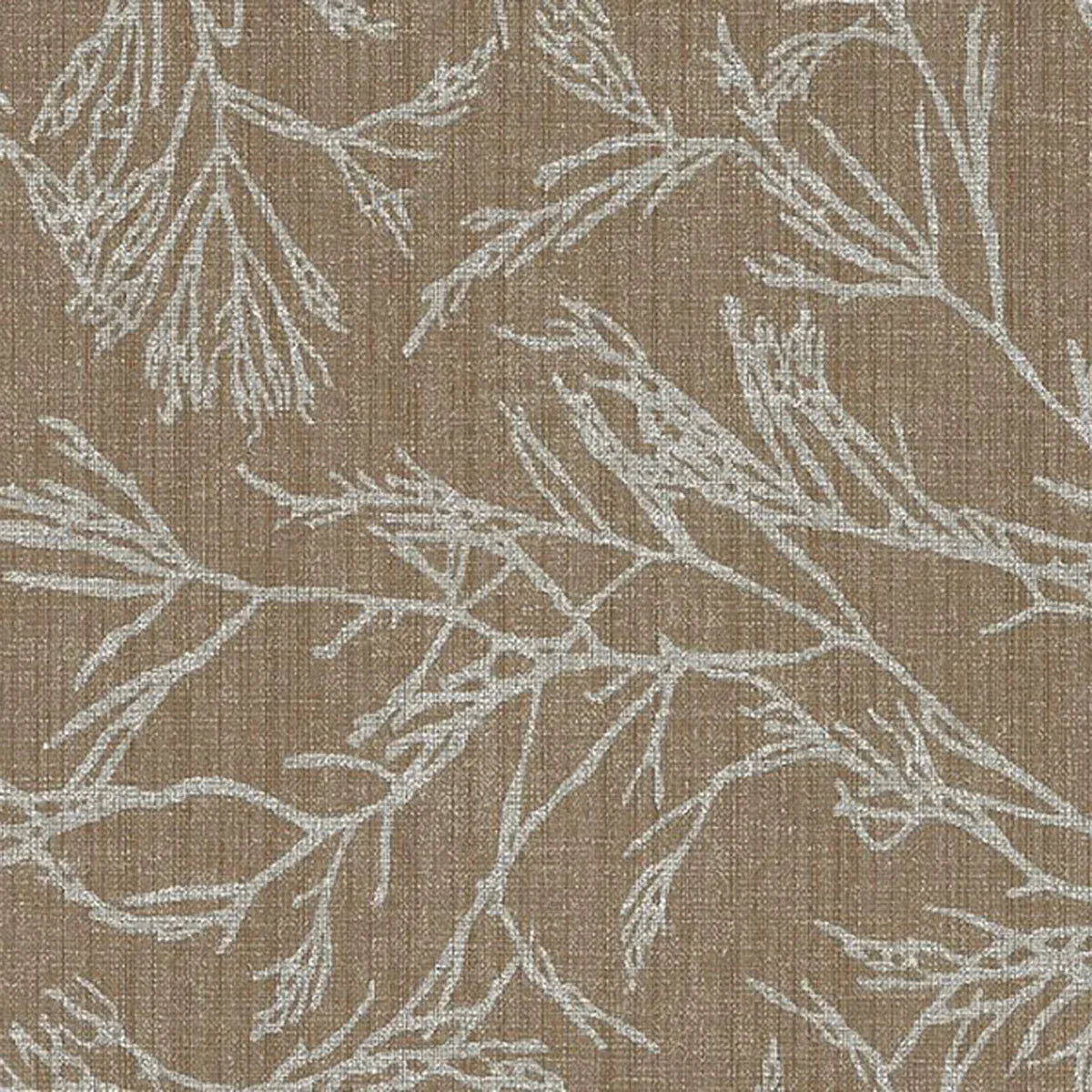 Canyon Willow