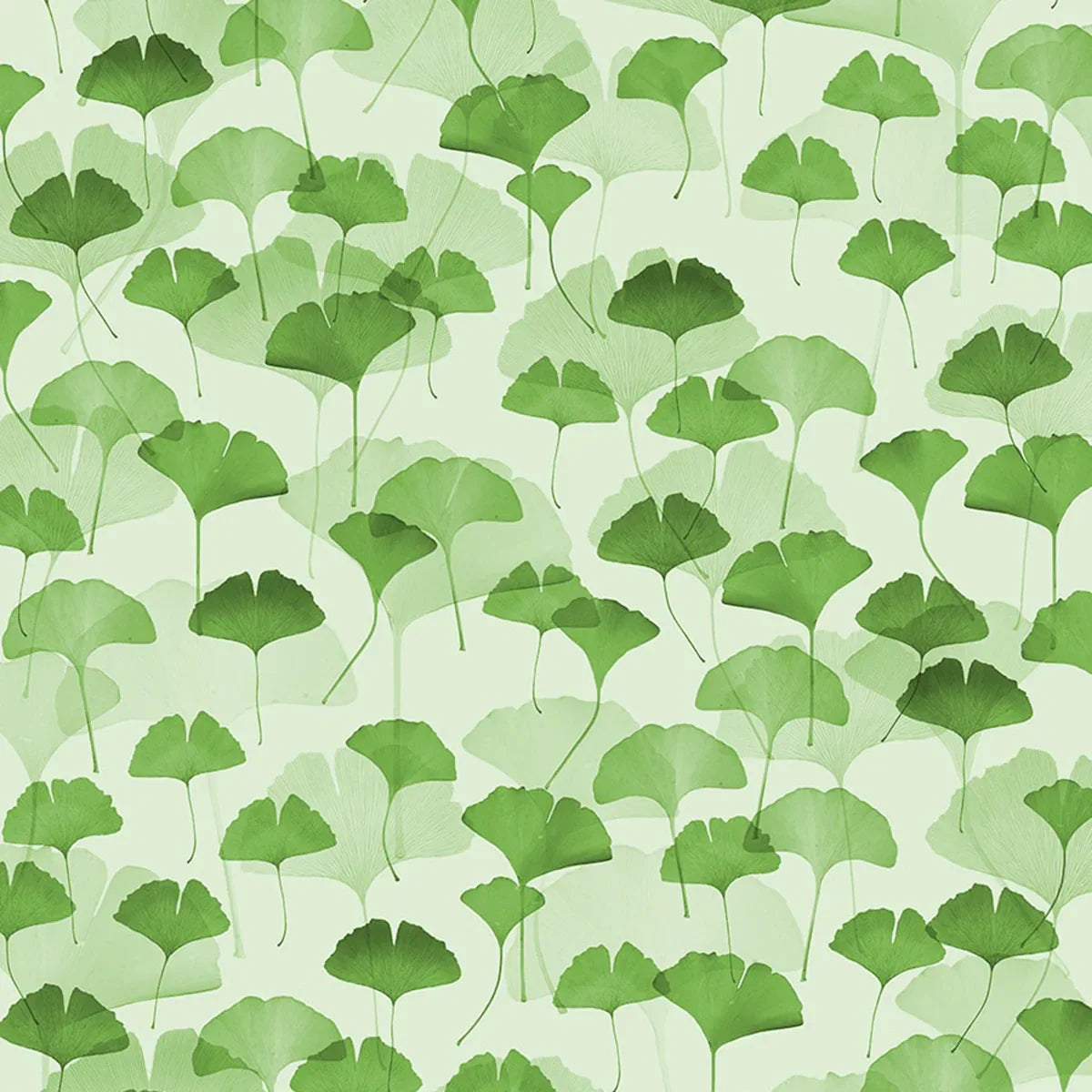 Ginkgo