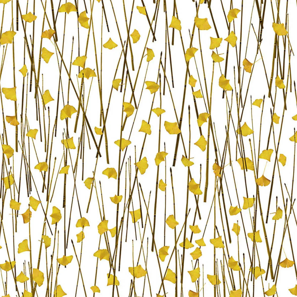 Ginko