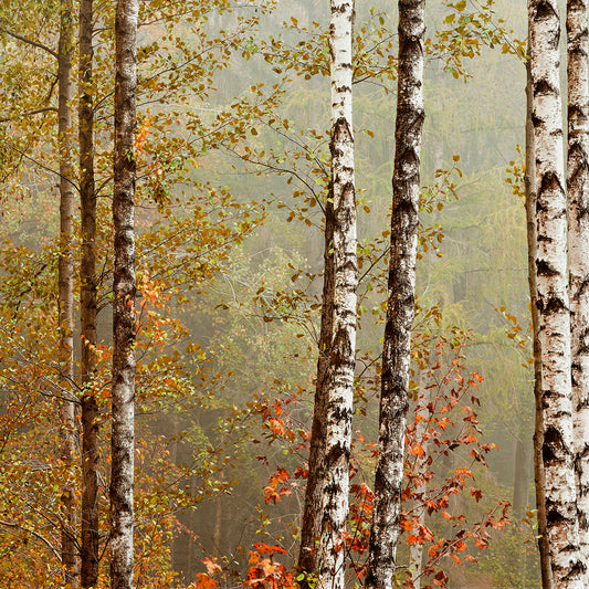 Birch Forest