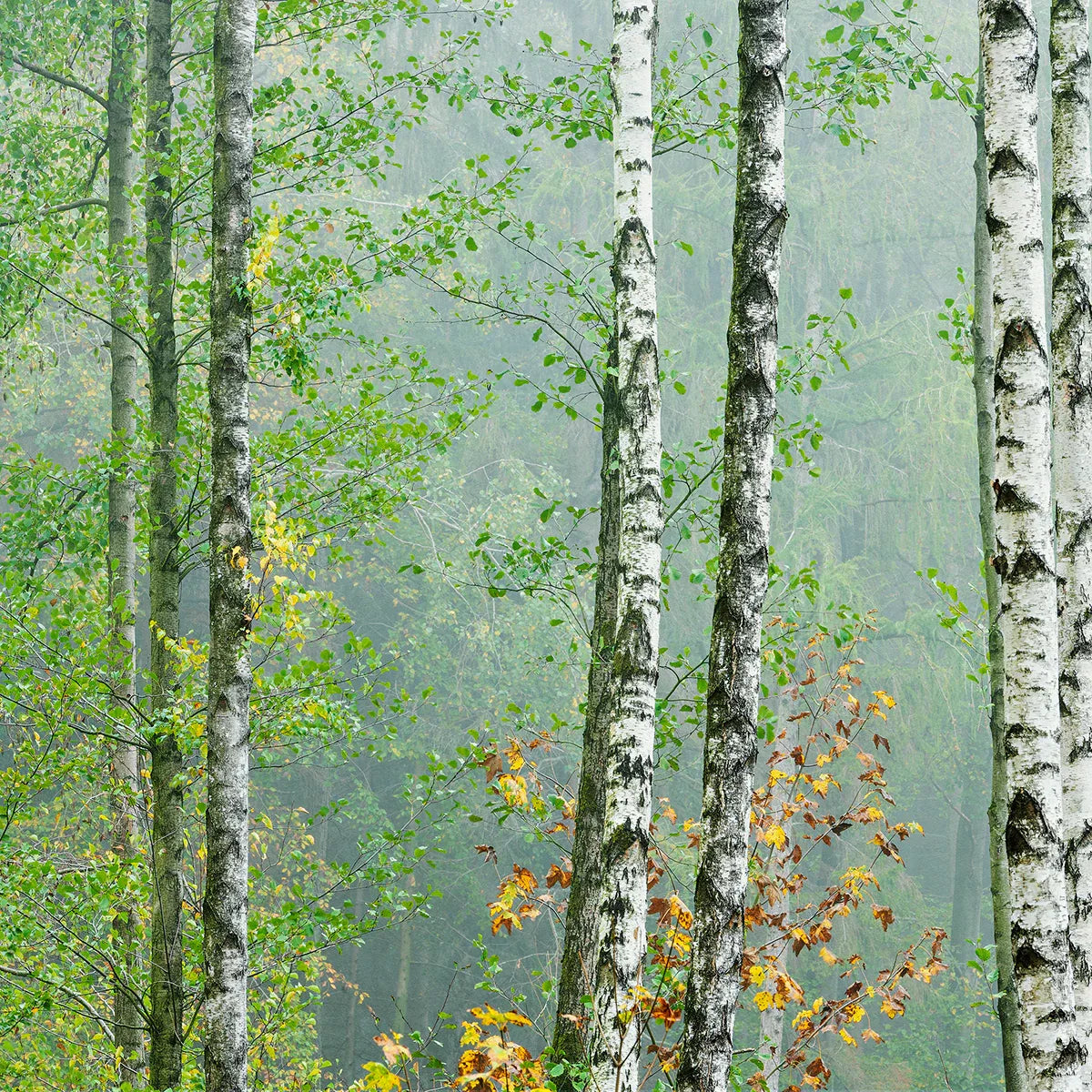 Birch Forest
