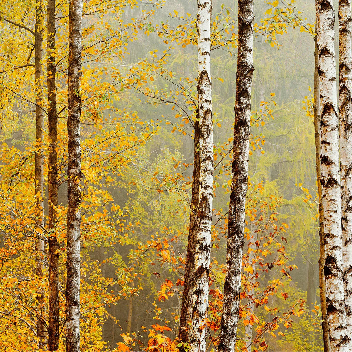 Birch Forest