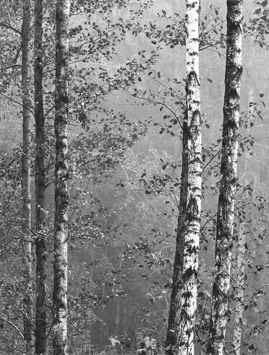 Birch Forest Window Film