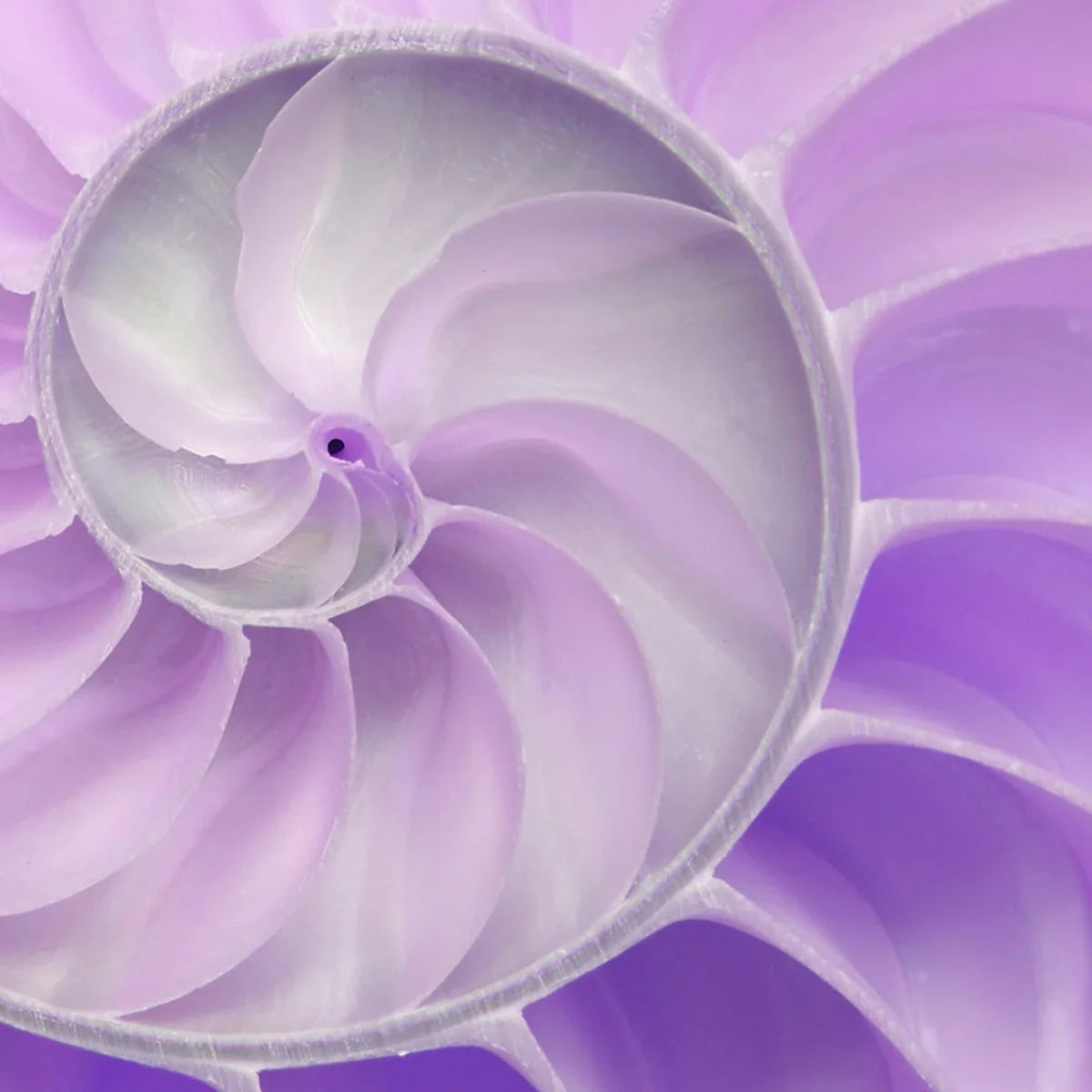 Nautilus