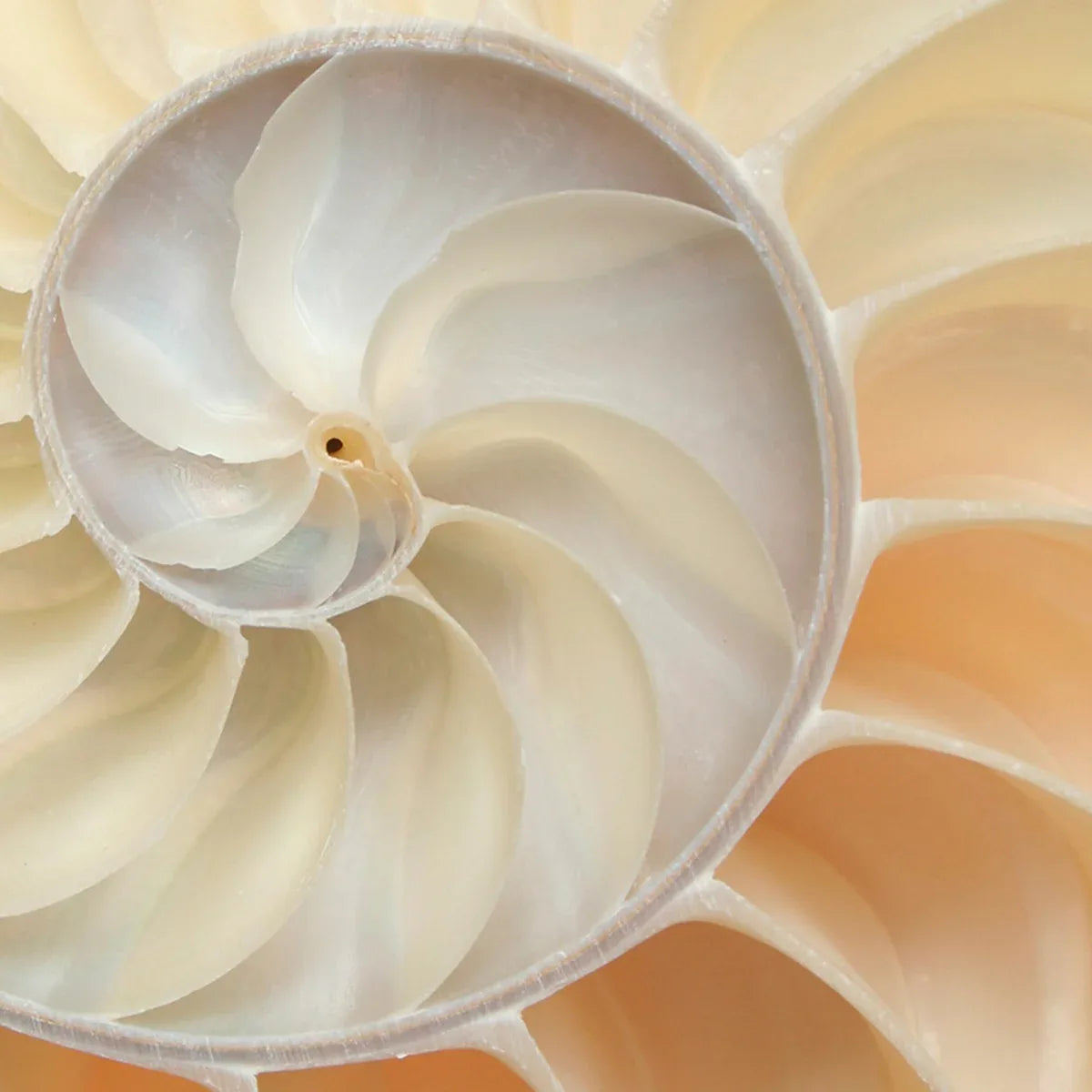 Nautilus