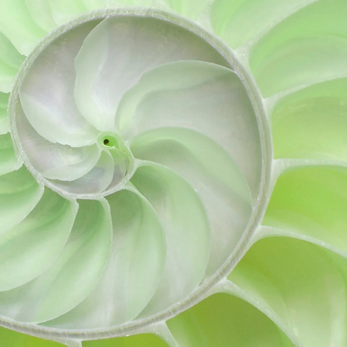 Nautilus