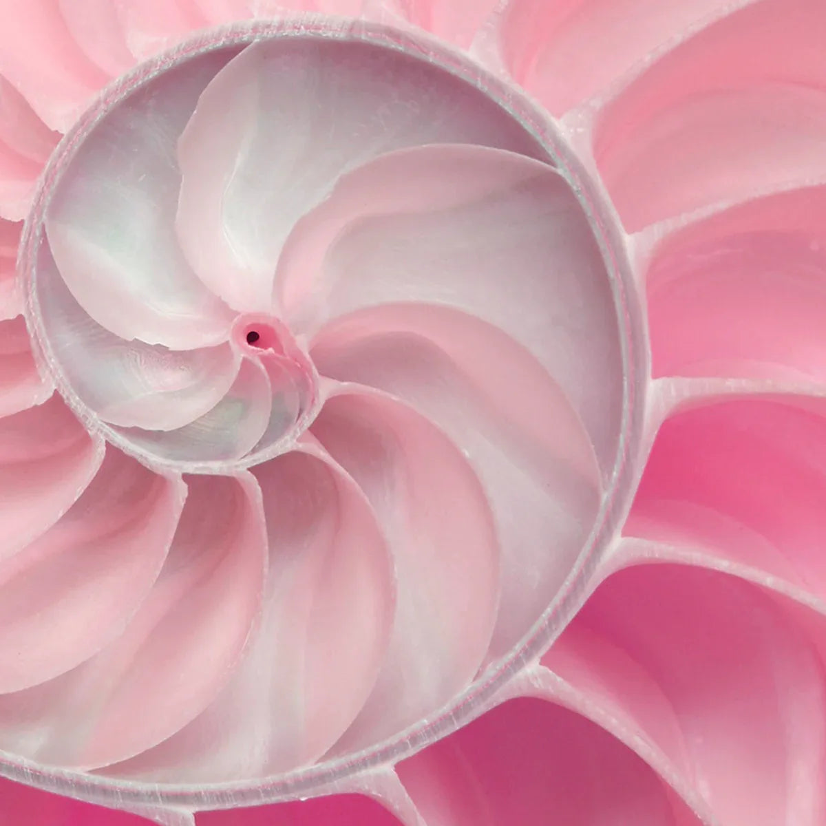 Nautilus