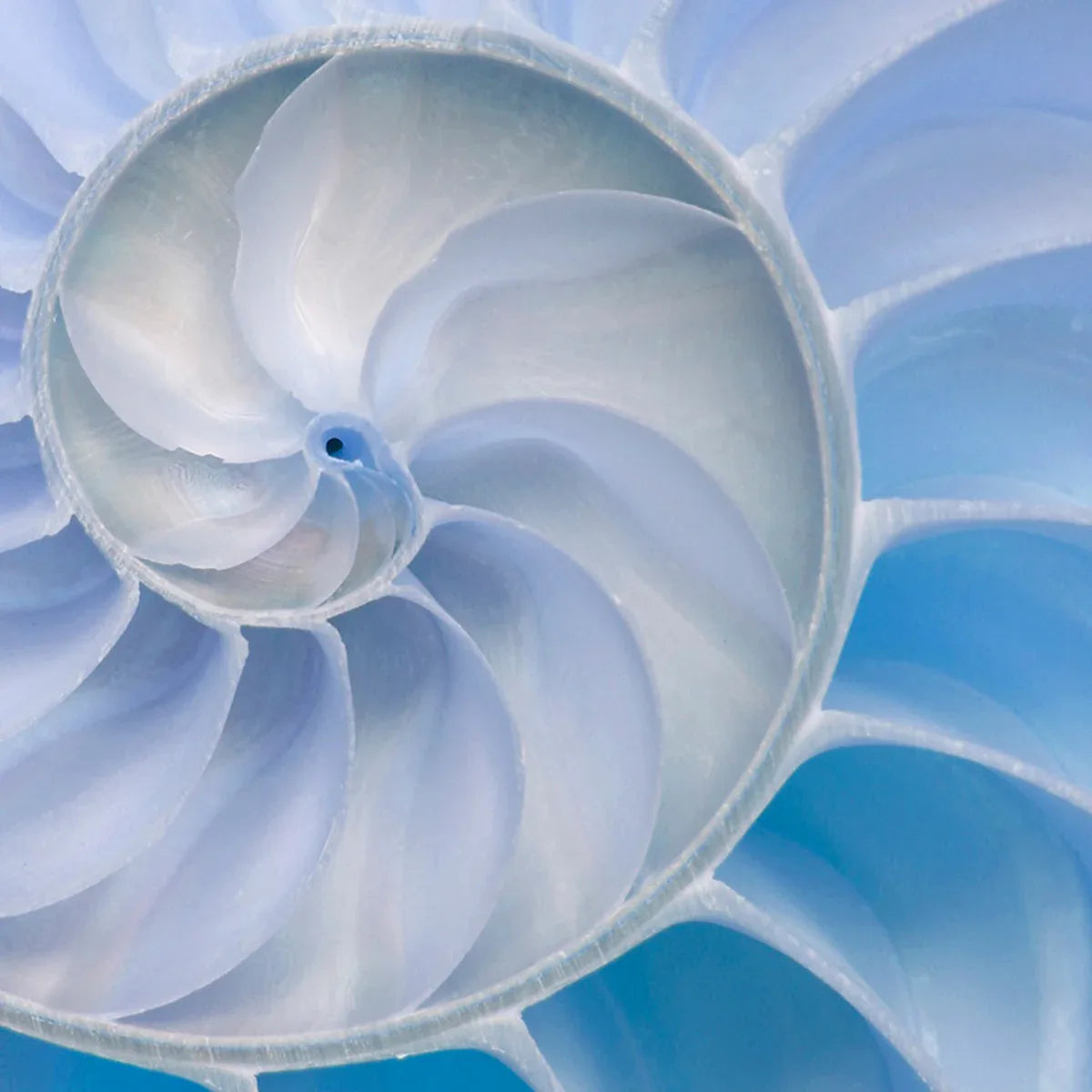 Nautilus