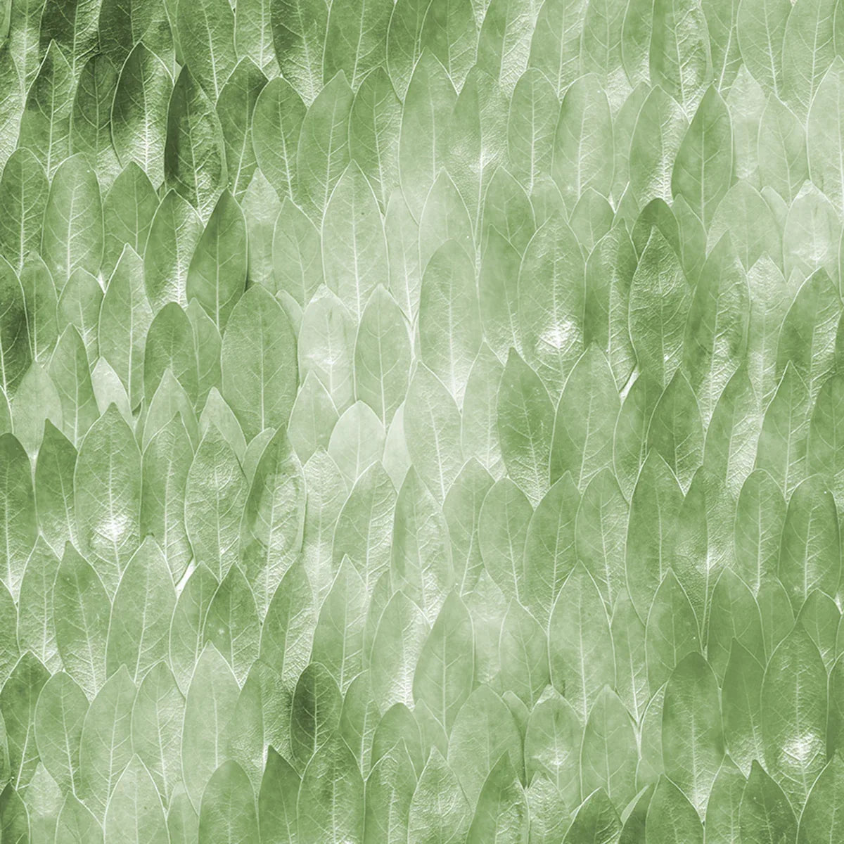 Secret Life of Leaves