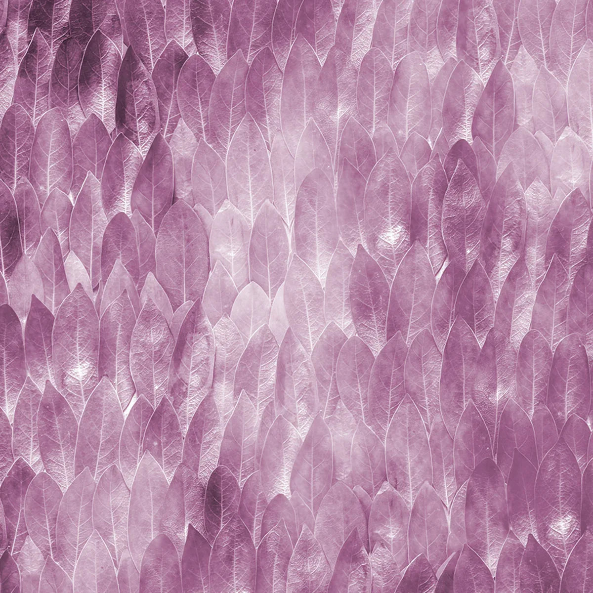 Secret Life of Leaves