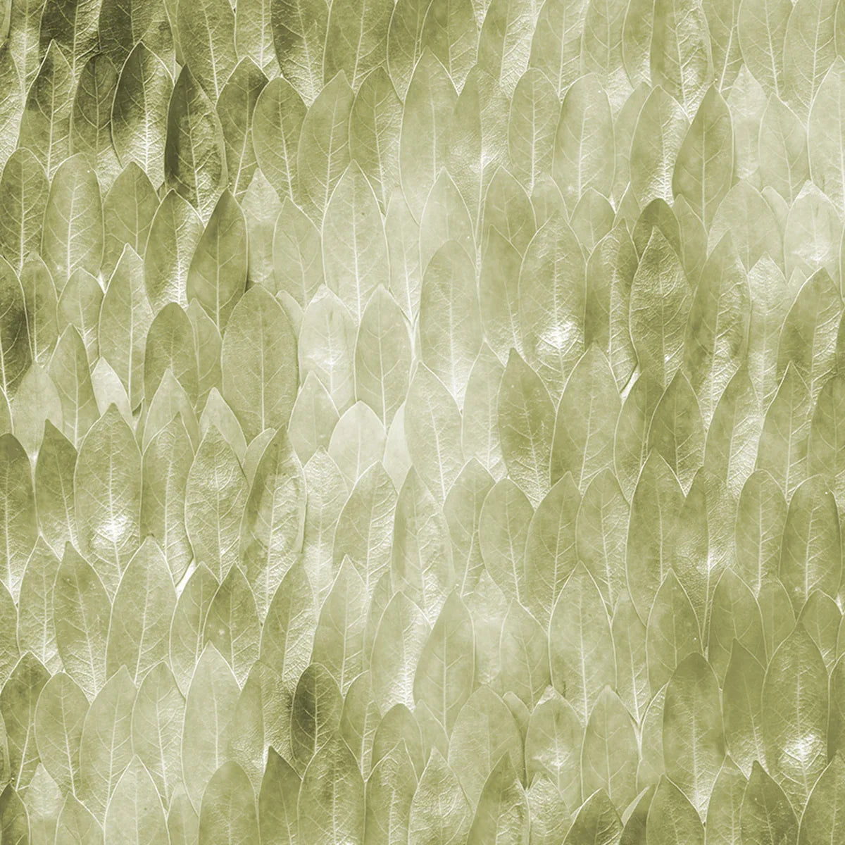 Secret Life of Leaves