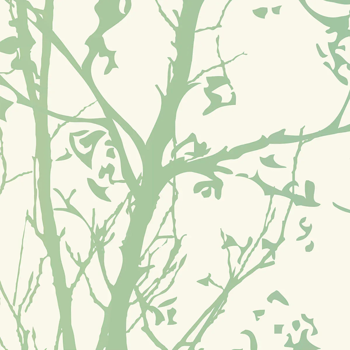 Sycamore