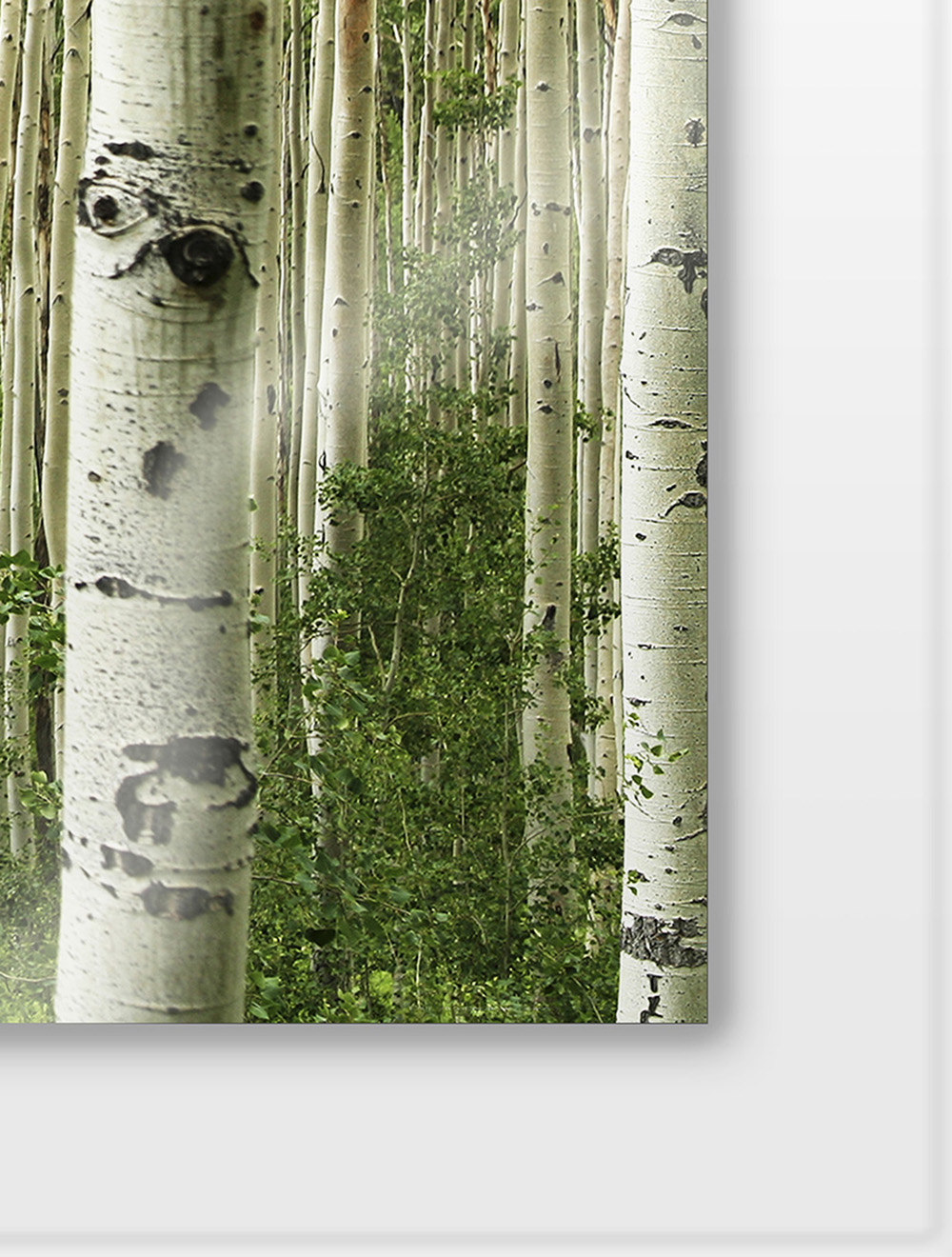 ATI_FUSION_ACRYLIC_ASPEN_FOREST
