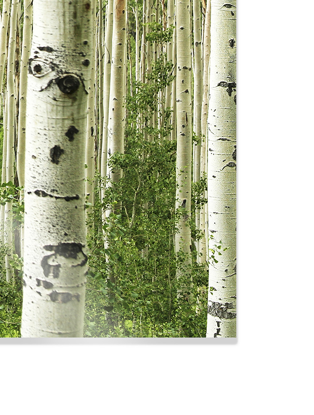 Special Order Substrates Fusion Digital Solutions