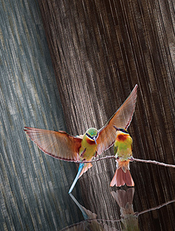 cibolo-commercial-wall-covering_copy